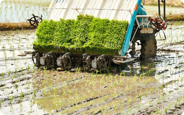 田植え