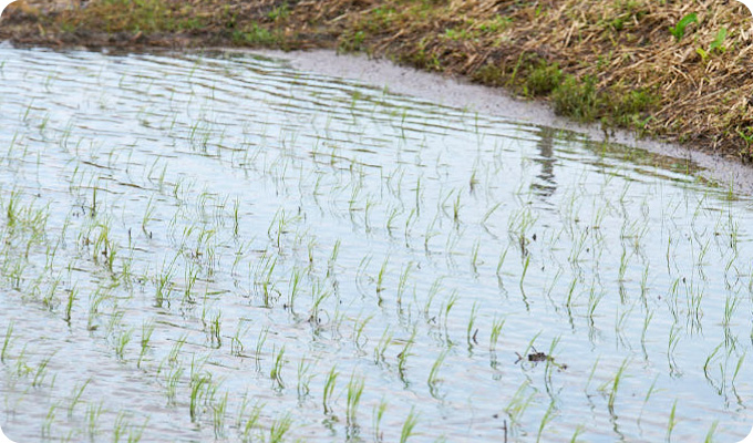 田んぼの水管理