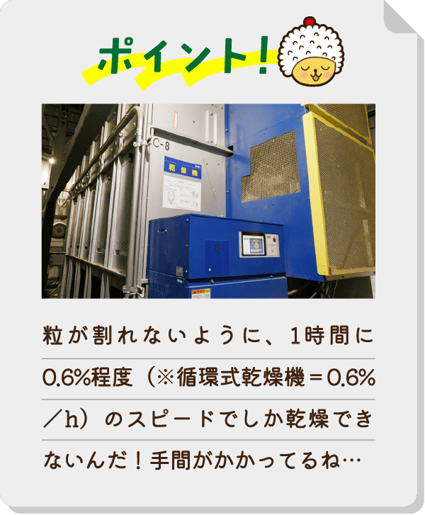 ポイント！粒が割れないように、1時間に0.6%程度（※循環式乾燥機＝0.6%／h）のスピードでしか乾燥できないんだ！手間がかかってるね…