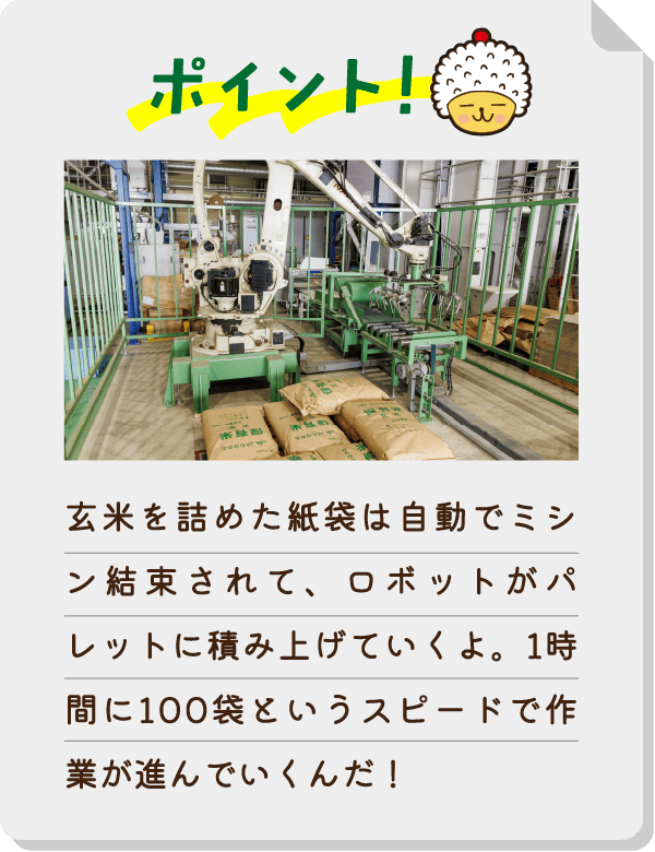 ポイント！玄米を詰めた紙袋は自動でミシン結束されて、ロボットがパレットに積み上げていくよ。1時間に100袋というスピードで作業が進んでいくんだ！