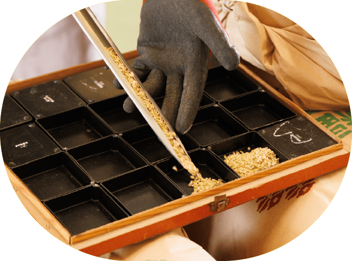 採取した米粒の粉砕