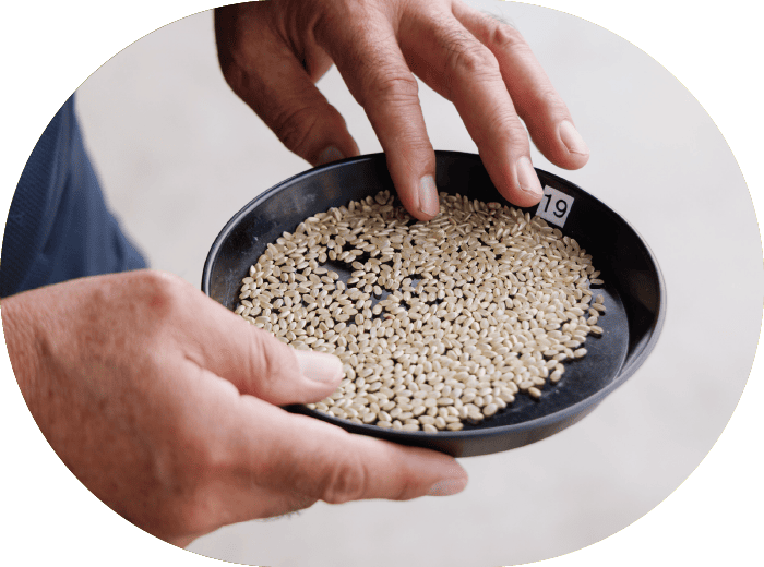 お米の状態を精査