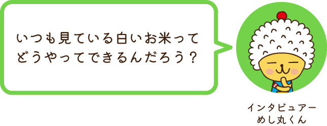 インタビュアーめし丸くん いつも見ている白いお米ってどうやってできるんだろう？