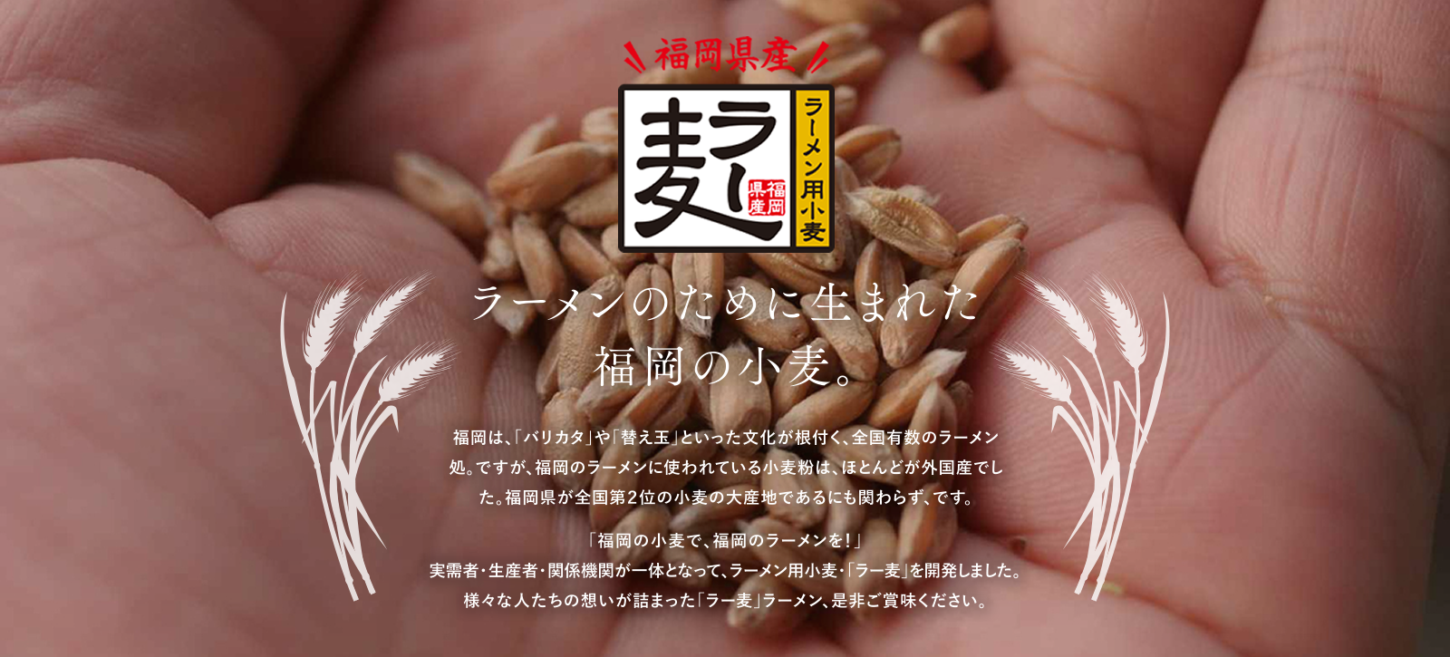 ラー麦のために生まれた福岡の小麦